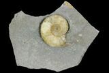 Fossil Ammonite (Promicroceras) - Lyme Regis #110711-1